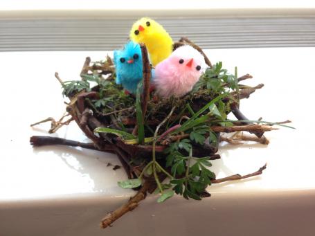 Slimme vogels ontwerpen een nest