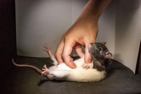 Wetenschap: Ratten kunnen niet tegen kietelen