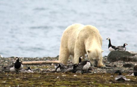 Wetenschap: IJsberen zijn dol op ganzeneieren