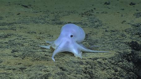 Wetenschap: Diepzeemijnbouw bedreigt octopusje