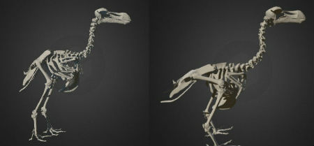 Een interactieve 3D-afbeelding van het 'oude' dodo-skelet (links) en van de nieuwe reconstructie (rechts)