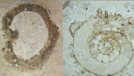 Fossielen in stoepranden en vloertegels
